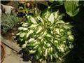 hosta